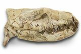 Fossil Hyaenodon Skull - South Dakota #314720-1